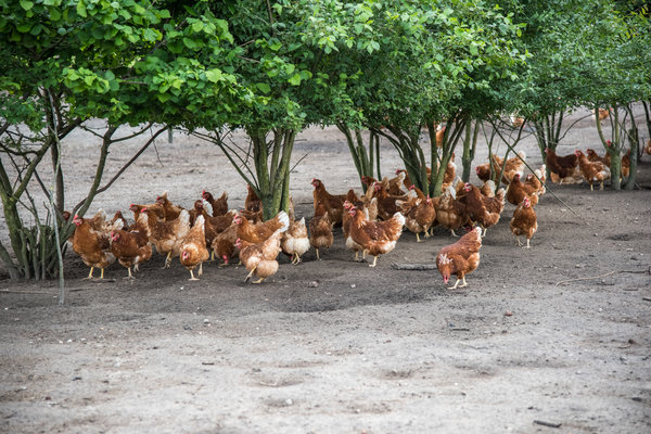 WEB-Geytenbeek-Varkens-2016-3338.JPG 