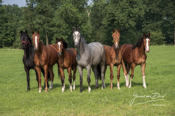 A3Impressies-wessel-paarden 